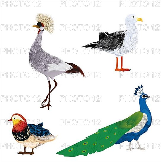 Vector birds set over white background. Seagull