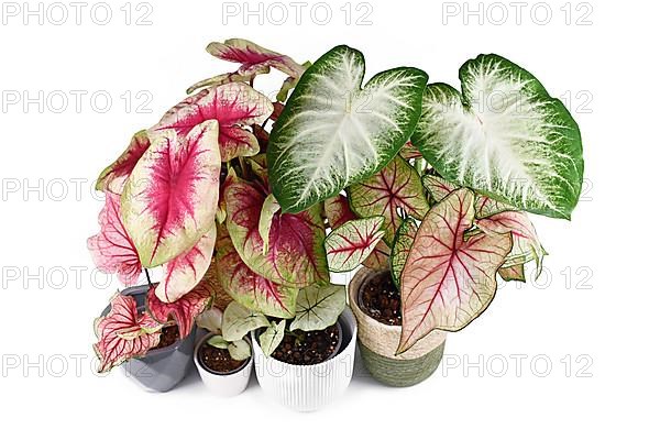 Colorful exotic Caladium plants in flower pots isolated on white background