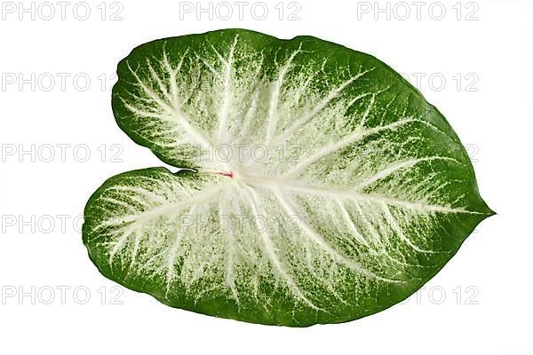 Single leaf of exotic 'Caladium Aaron' houseplant with white and green colors isolated on white background