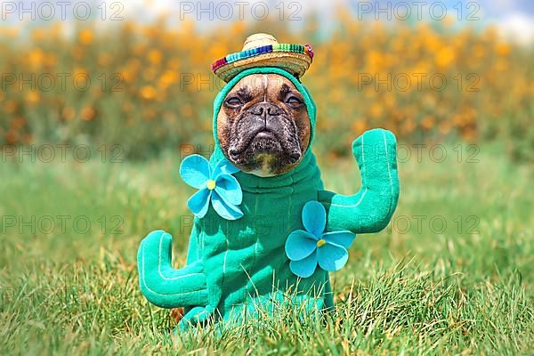 Funny dog costume. French Bulldog dressed up with cactus plant Halloween costume with fake arms