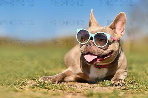 Cute lilac French Bulldog dog wearing blue sunglasses in summer on hot day with copy space