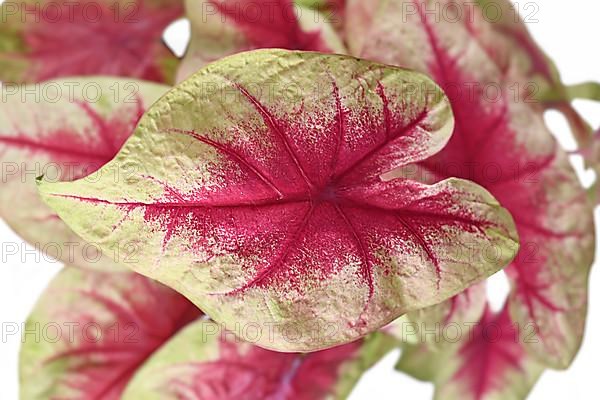 Close up of pink leaf of exotic 'Caladium Lemon Blush' houseplant on white background