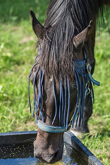 Horse drinking at a drinking trough