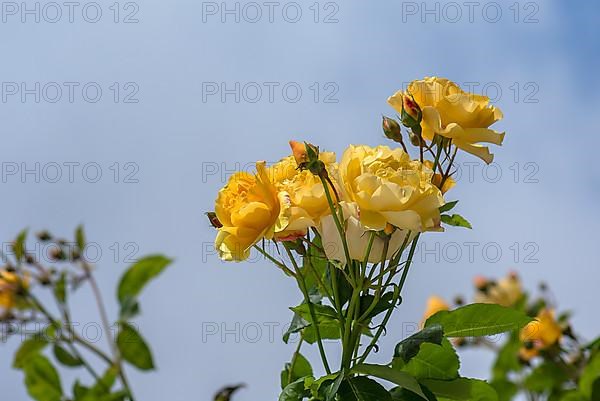 Yellow shrub rose