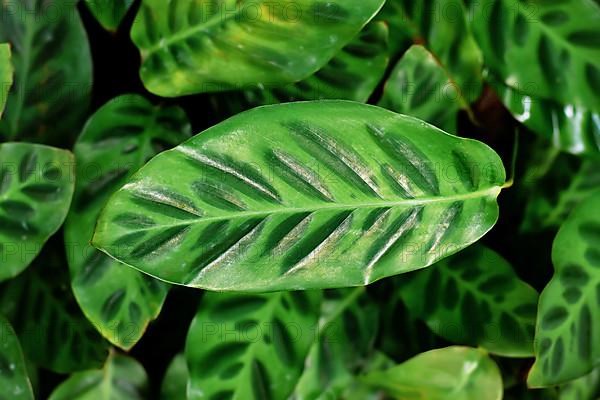 Exotic 'Calathea Wiotii' plant with multicolored green stripe pattern on leaves