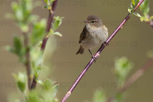 Chiffchaff