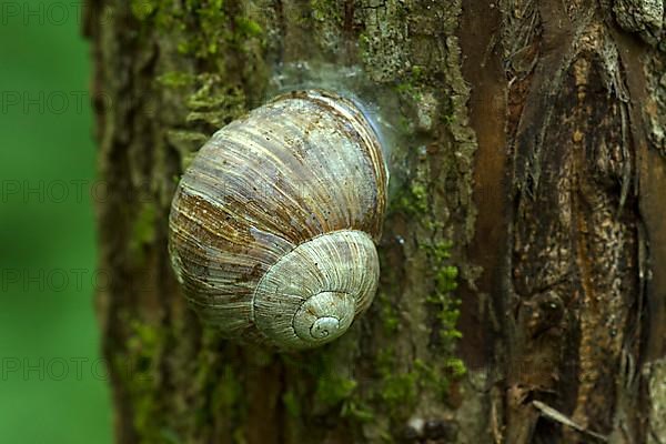 Burgundy snail