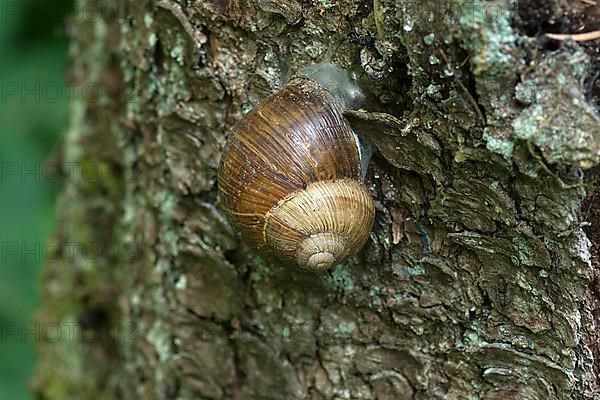 Burgundy snail