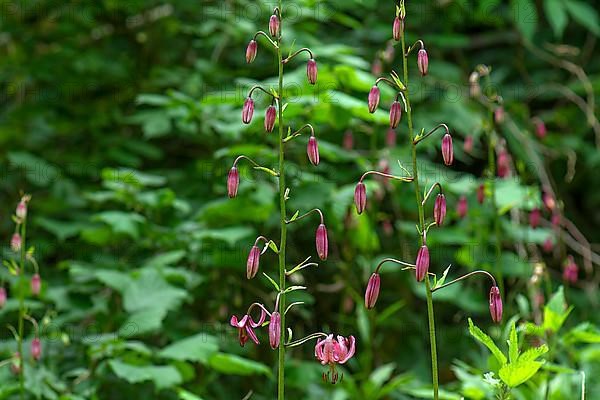 Buds and flower of a martagon lily