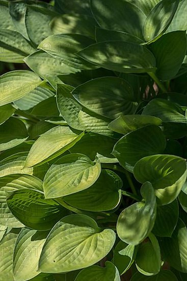 Leaves of a Hosta