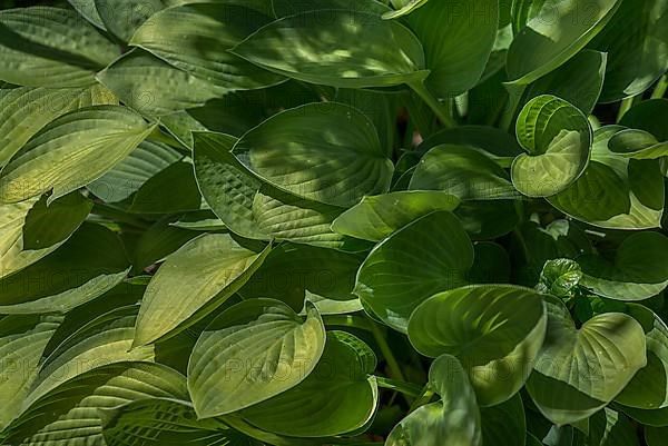 Leaves of a Hosta