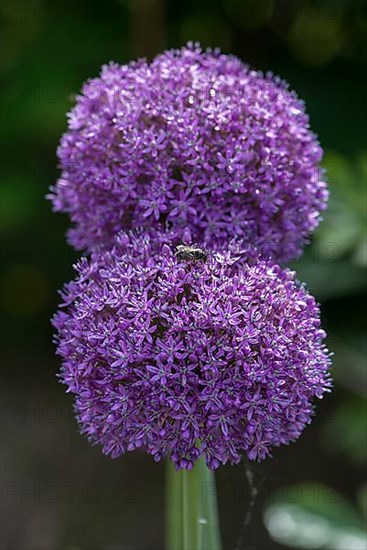 Ornamental garlic flowers