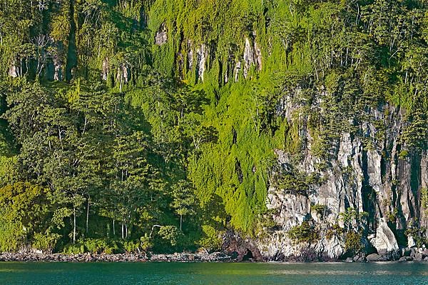 Primary forest on almost vertical rock face on Cocos Island