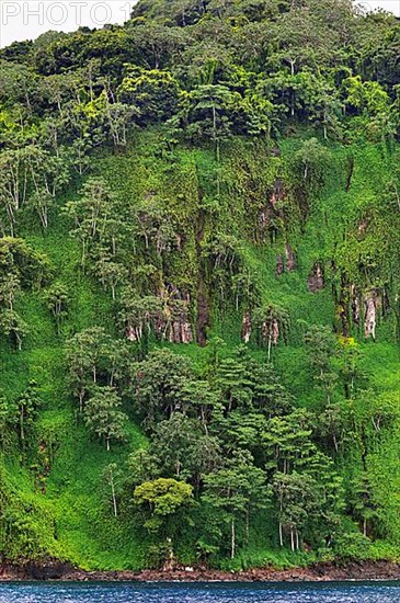 Primary forest on almost vertical rock face on Cocos Island