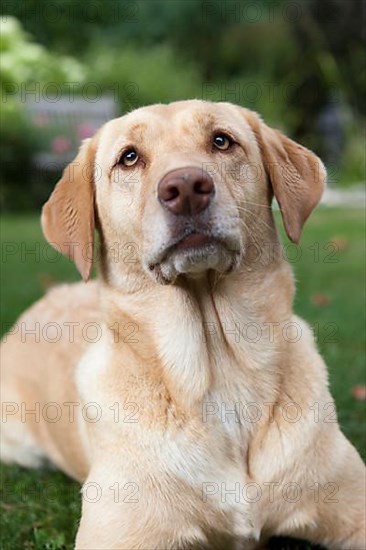 Labrador retriever