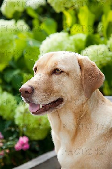 Labrador retriever