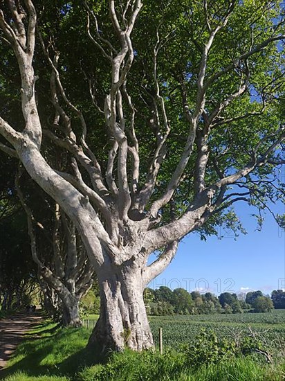 Dark Hedges