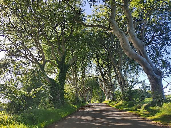 Dark Hedges