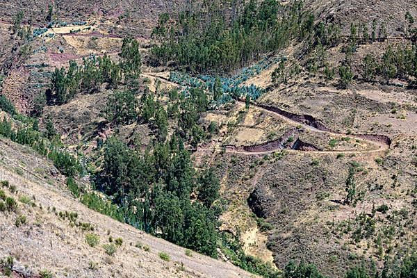 Reforestation project with native trees