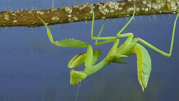 Green praying mantis hangs on at horny branch of bush and looks at on camera on blue sky background