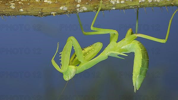 Green praying mantis hangs on thorny branch of bush and washing his face on blue sky background