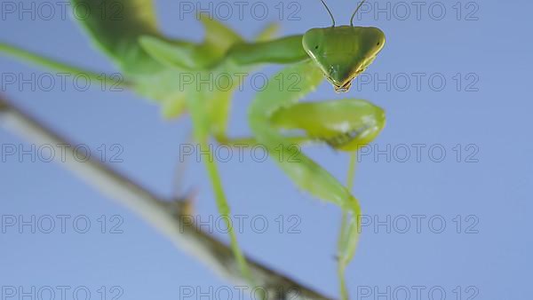 Close-up of green praying mantis sitting on bush branch and looks at on camera on blue sky background