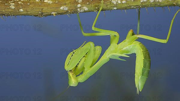 Green praying mantis hangs on at horny branch of bush and looks at on camera on blue sky background