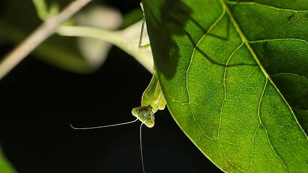 Praying mantis is silhouetted behind a green lilac leaf. Close-up of mantis insect. Backlighting