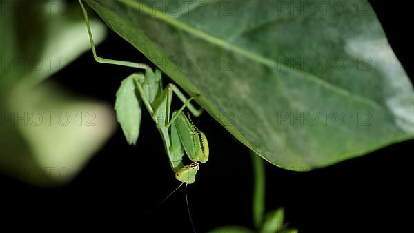 Green Praying Mantis sit on a branch. Close-up of mantis insect