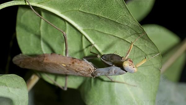 Green Praying mantis walks on a thorny branch and looks around. European mantis