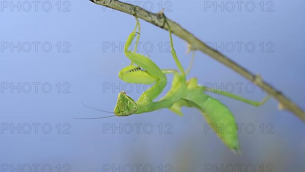 Close-up of green praying mantis sitting on bush branch and looks at on camera on blue sky background