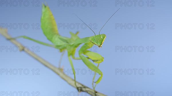 Close-up of green praying mantis sitting on bush branch and looks at on camera on blue sky background