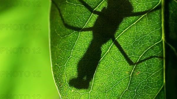 Praying mantis is silhouetted behind a green lilac leaf. Close-up of mantis insect. Backlighting