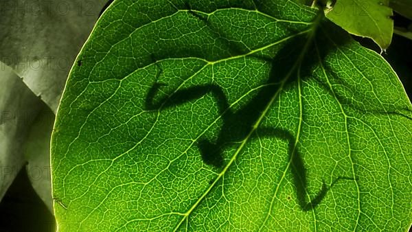 Praying mantis is silhouetted behind a green lilac leaf. Close-up of mantis insect. Backlighting