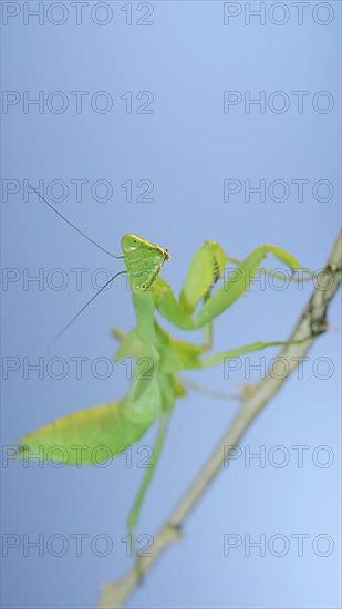 Close-up of green praying mantis sitting on bush branch and looks at on camera on blue sky background