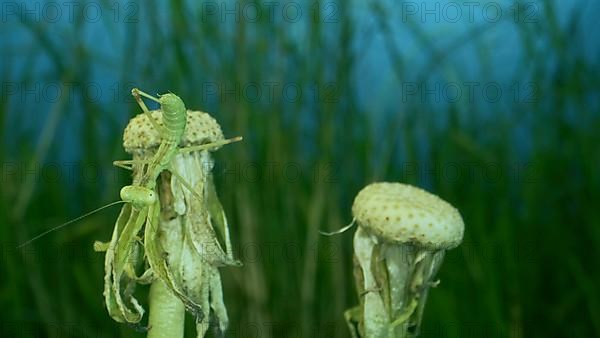 Newborn green Praying Mantis sit on top of dandelions and look at the camera. Extreme close-up of babies mantis insect