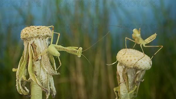 Two newborn green Praying Mantis sit on tops of a dandelions. Close-up of babies mantis insect