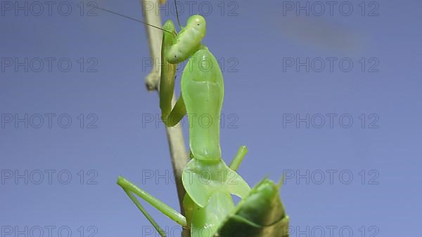 Close-up of green praying mantis sitting on bush branchon and washing his face blue sky background