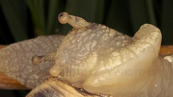 Close-up of Brown-lipped Snail crawling on a bud