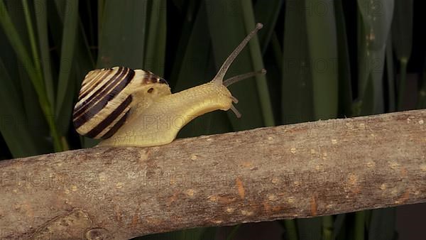 Close-up of Brown-lipped Snail crawling on a bud