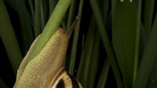 Close-up of Brown-lipped Snail crawling on a bud