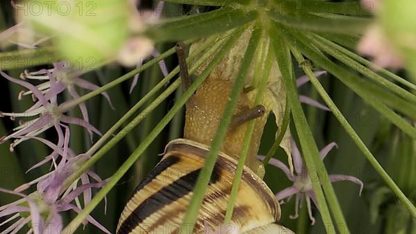 Close-up of Snail crawling on a