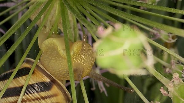 Close-up of Snail crawling on a