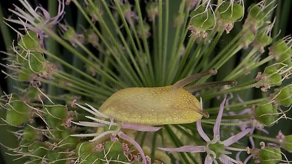 Close-up of Snail crawling on a