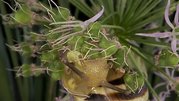 Close-up of Snail crawling on a