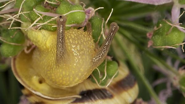 Close-up of Snail crawling on a