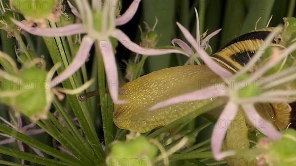 Close-up of Snail crawling on a