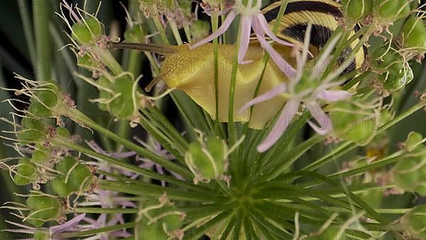 Close-up of Snail crawling on a