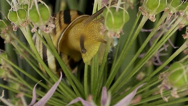 Close-up of Snail crawling on a