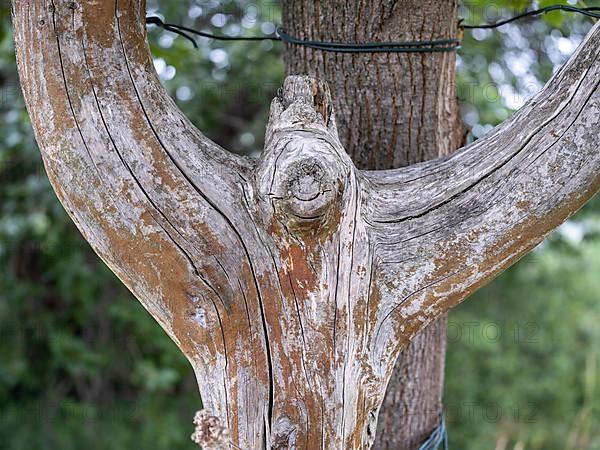 Tree with splitting trunk near the Hainich nature reserve